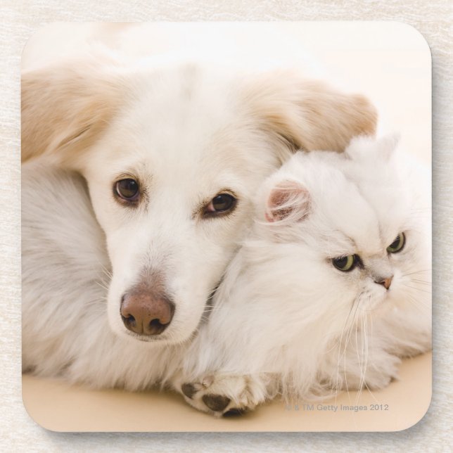 Studio geschossen von der Katze und vom Hund Untersetzer (Vorderseite)