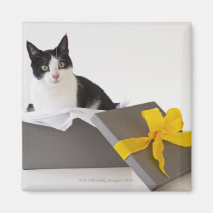 Studio geschossen von der Schwarzweiss-Katze in Magnet