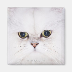 Studio geschossen von der weißen persischen Katze Magnet