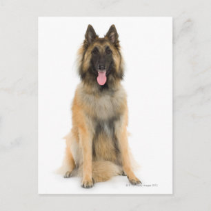 Studio-Portrait des belgischen Schäferhundes Postkarte