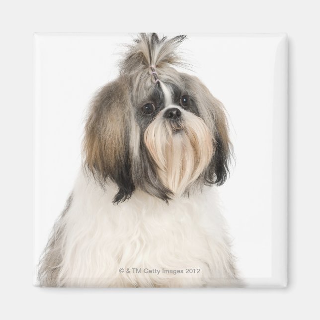 Studio-Portrait von Shih Tzu Magnet (Vorne)