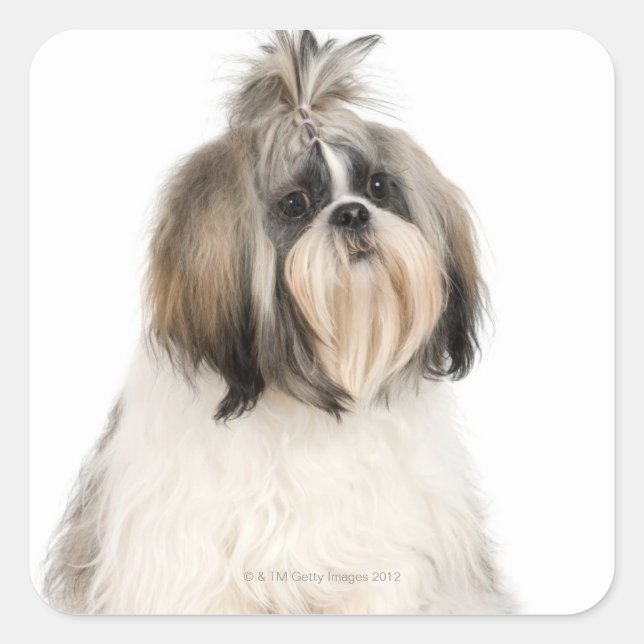 Studio-Portrait von Shih Tzu Quadratischer Aufkleber (Vorderseite)