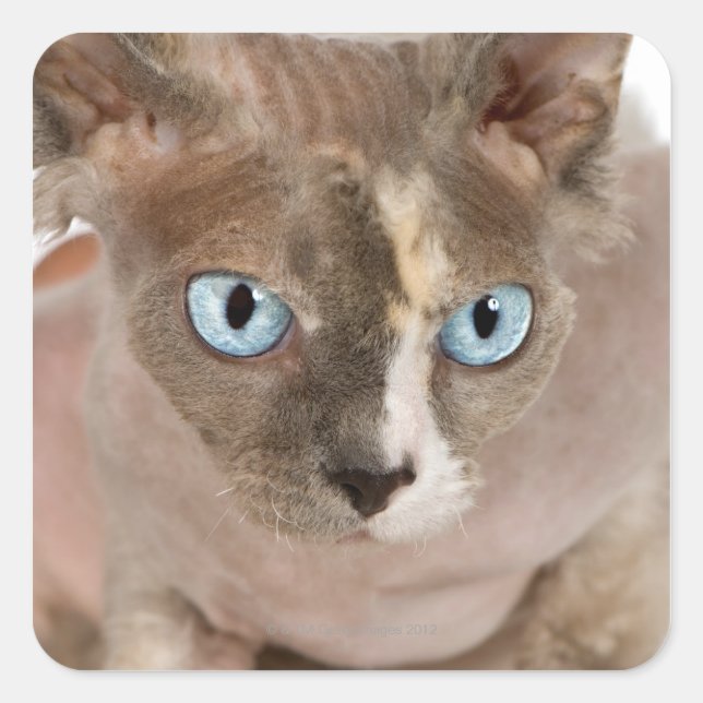 Studio-Porträt der Sphynx-Katze Quadratischer Aufkleber (Vorderseite)