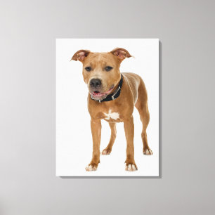 Studio-Porträt des amerikanischen Grubenbullspiele Leinwanddruck