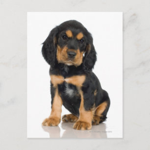 Studio-Porträt des Rottweiler-Welpen Postkarte