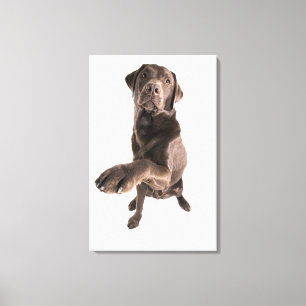 Studio-Porträt von Chocolate Labrador Leinwanddruck