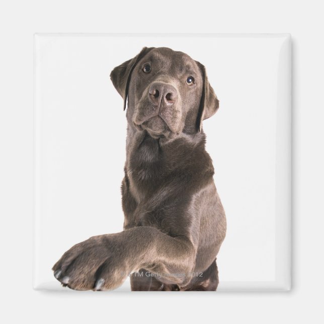 Studio-Porträt von Chocolate Labrador Magnet (Vorne)