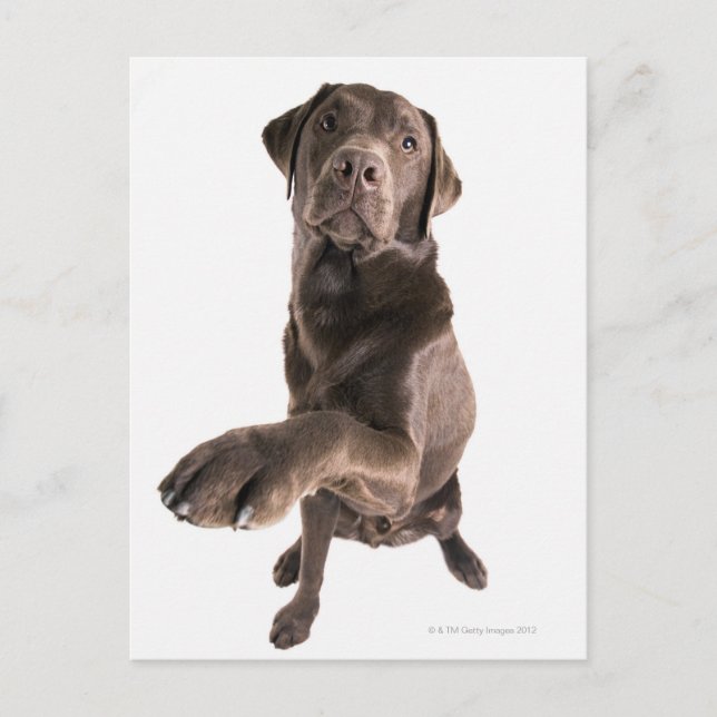 Studio-Porträt von Chocolate Labrador Postkarte (Vorderseite)