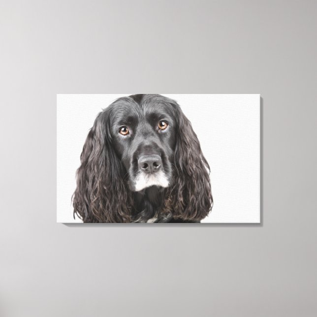 Studio-Porträt von Cocker spaniel Leinwanddruck (Vorderseite)