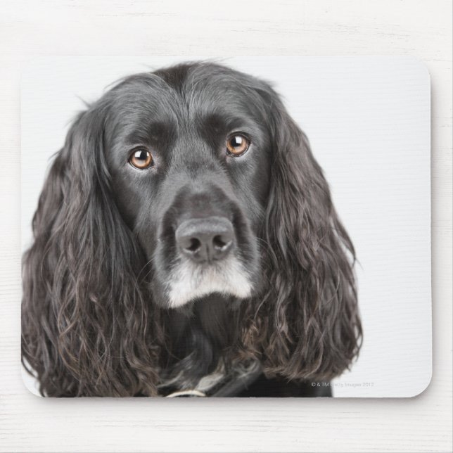 Studio-Porträt von Cocker spaniel Mousepad (Vorne)