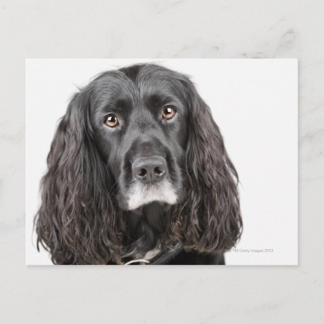 Studio-Porträt von Cocker spaniel Postkarte (Vorderseite)