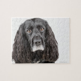 Studio-Porträt von Cocker spaniel Puzzle
