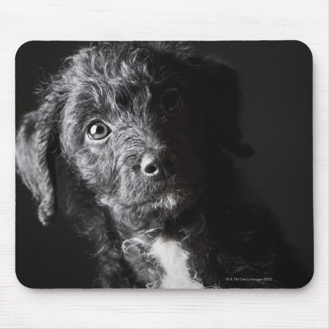 Studio-Porträt von schwarzem Jack-a-doodle Mousepad (Vorne)