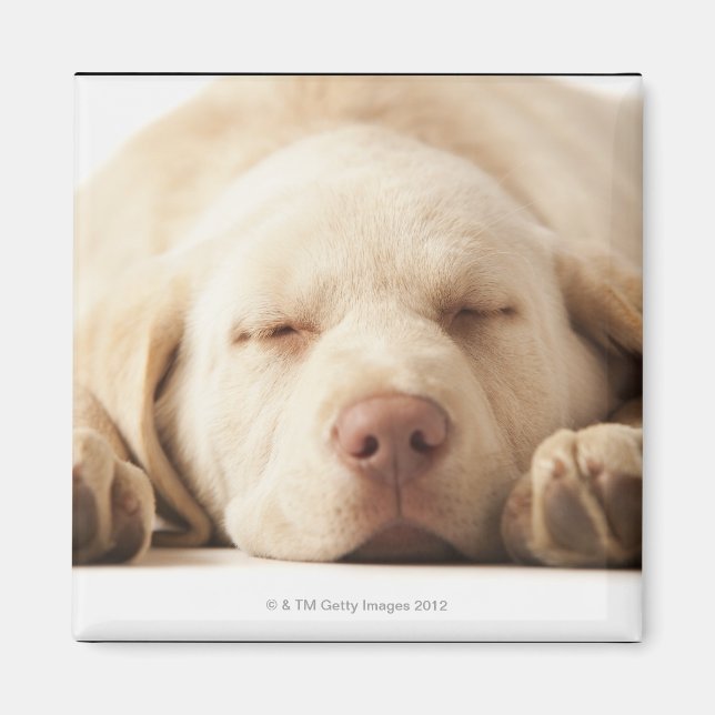 Studio-Porträt von Yellow Labrador Retriever Magnet (Vorne)