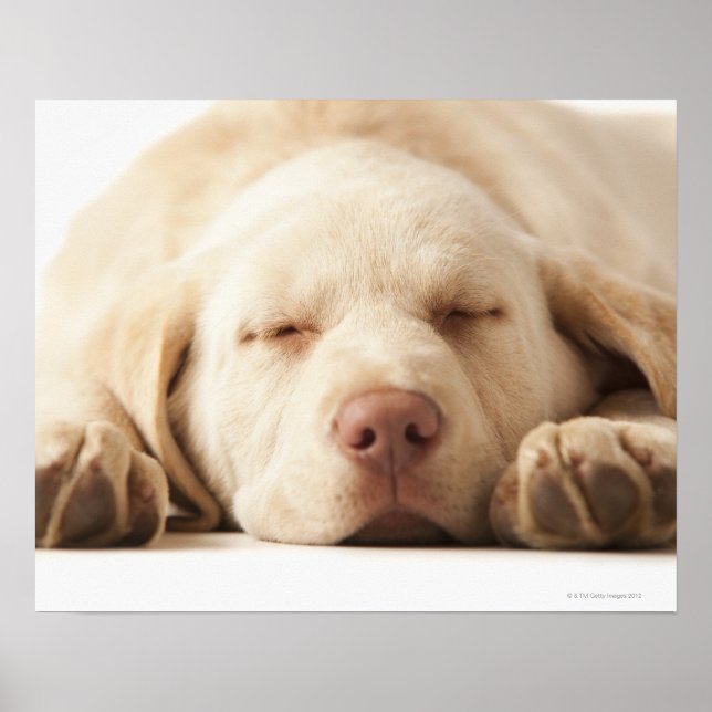 Studio-Porträt von Yellow Labrador Retriever Poster (Vorne)