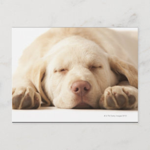 Studio-Porträt von Yellow Labrador Retriever Postkarte