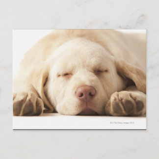Studio-Porträt von Yellow Labrador Retriever Postkarte