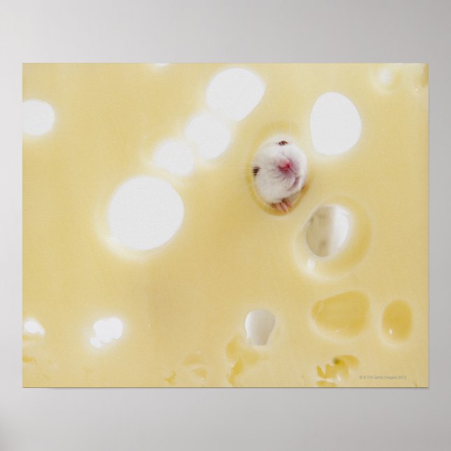 Studioaufnahme mit weißer Maus durch Loch Poster (Vorne)