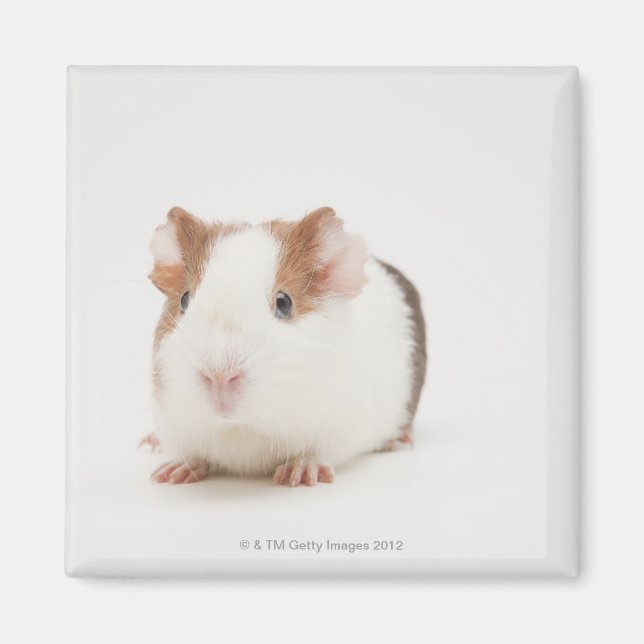 Studioaufnahme von Guinea Pig Magnet (Vorne)