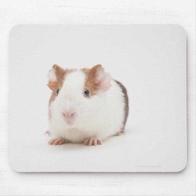 Studioaufnahme von Guinea Pig Mousepad (Vorne)
