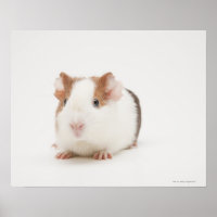 Studioaufnahme von Guinea Pig