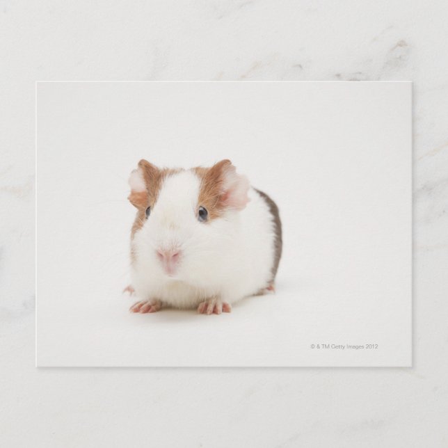 Studioaufnahme von Guinea Pig Postkarte (Vorderseite)