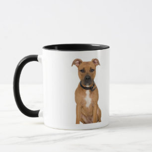 Studioporträt amerikanischen Pitbullwelpen 3 Tasse