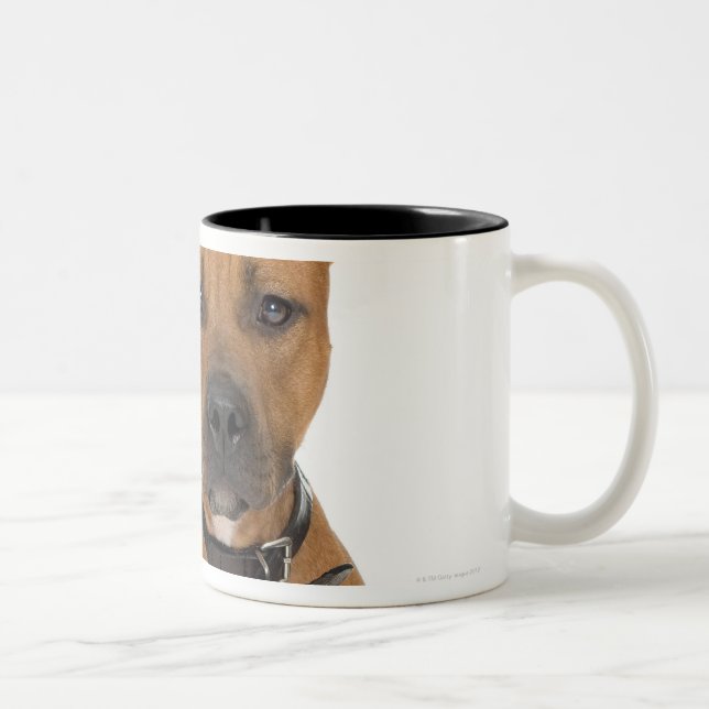 Studioporträt amerikanischen Pitbullwelpen 3 Zweifarbige Tasse (Rechts)