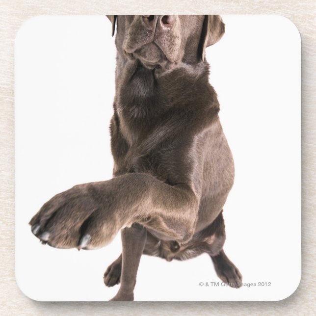 Studioporträt der Schokolade Labrador Getränkeuntersetzer (Vorderseite)