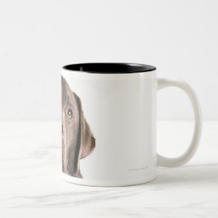 Studioporträt der Schokolade Labrador Zweifarbige Tasse