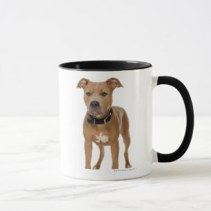 Studioporträt des amerikanischen Pitbullwelpen Tasse