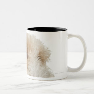 Studioporträt des Wheaten Terrierwelpen Zweifarbige Tasse