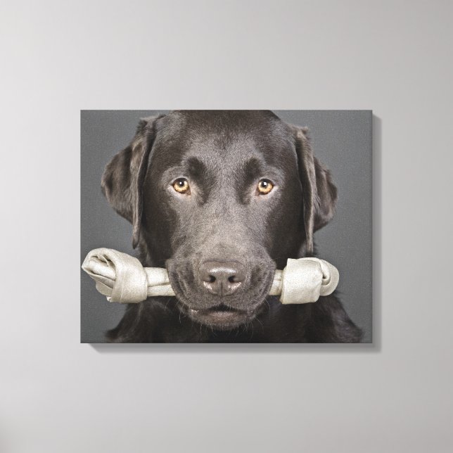Studioporträt mit Schokoladenlabrador Leinwanddruck (Vorderseite)