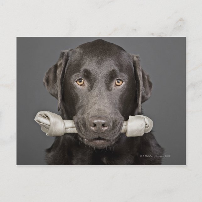 Studioporträt mit Schokoladenlabrador Postkarte (Vorderseite)