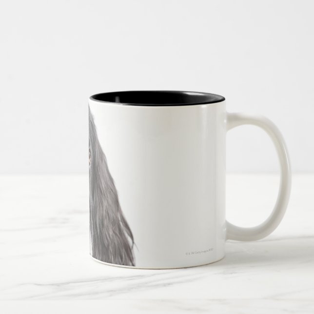 Studioporträt von cocker spaniel zweifarbige tasse (Rechts)