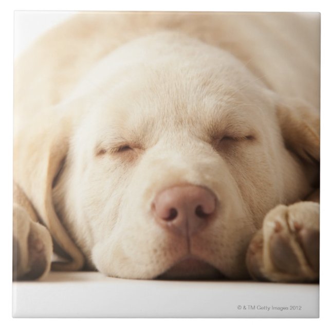 Studioporträt von gelbem Labrador retriever Fliese (Vorderseite)