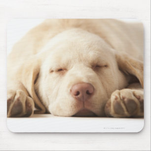Studioporträt von gelbem Labrador retriever Mousepad