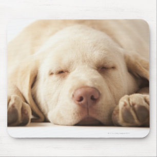 Studioporträt von gelbem Labrador retriever Mousepad