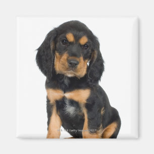 Studioporträt von Rottweiler Welpen Magnet