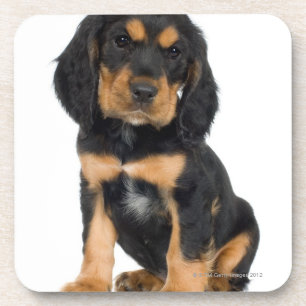 Studioporträt von Rottweiler Welpen Untersetzer