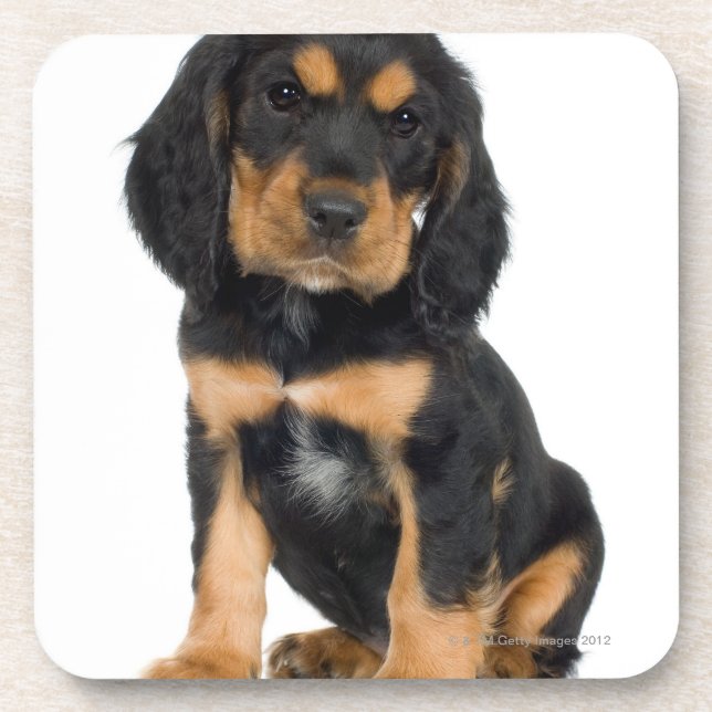Studioporträt von Rottweiler Welpen Untersetzer (Vorderseite)