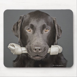Studioporträt von Schokoladenlabradortragen Mousepad