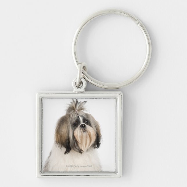 Studioporträt von Shih Tzu Schlüsselanhänger (Vorne)