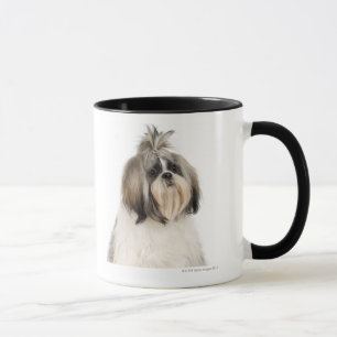 Studioporträt von Shih Tzu Tasse