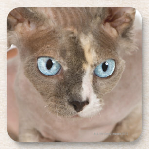 Studioporträt von Sphynx Katze Getränkeuntersetzer