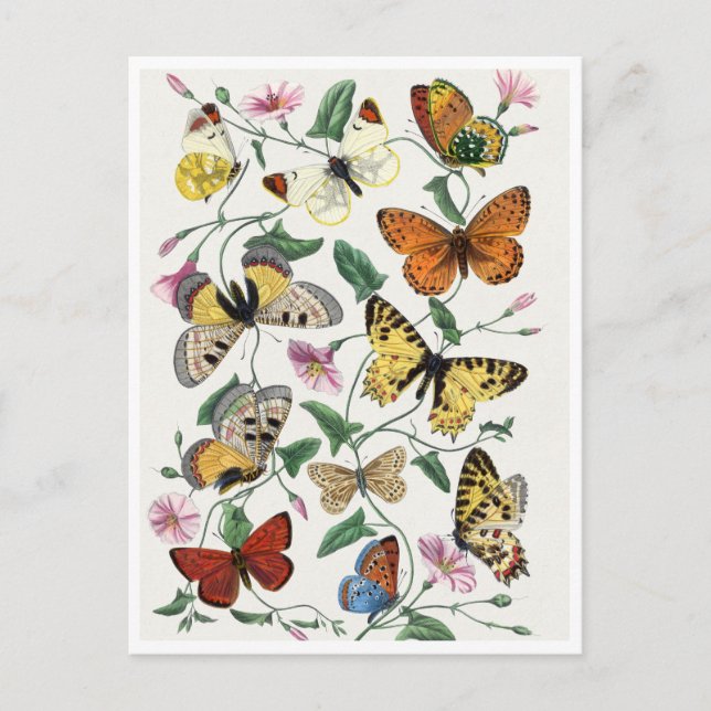 Study of diurnal butterflies by Paul Gervais Postkarte (Vorderseite)