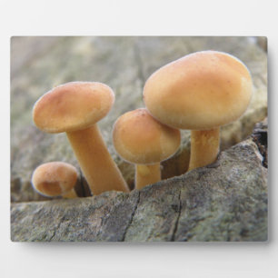 Stuhlhocker auf einer Tree Trunk Plaque Fotoplatte