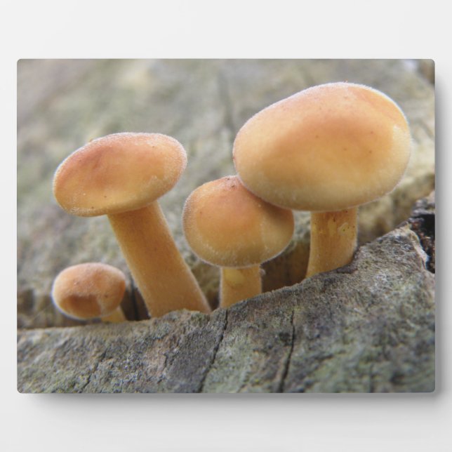 Stuhlhocker auf einer Tree Trunk Plaque Fotoplatte (Vorderseite)