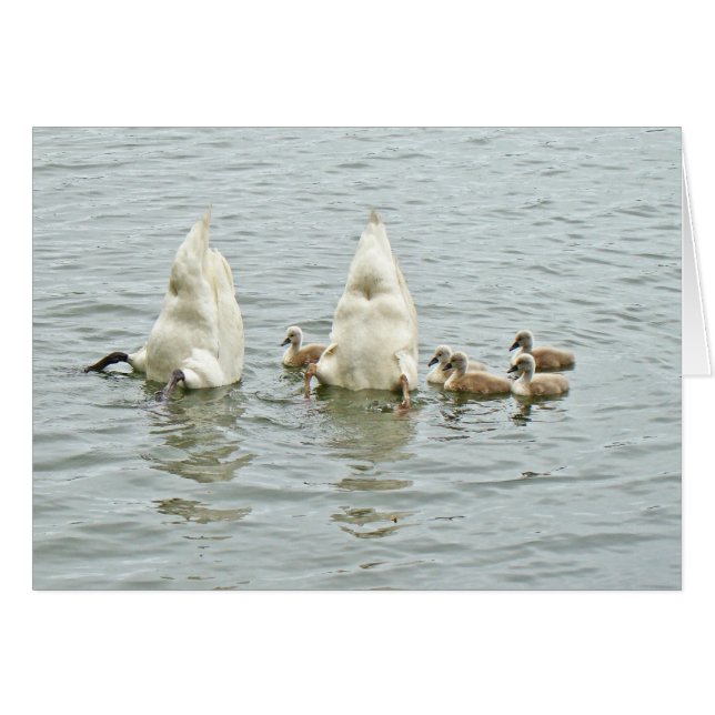 Stummer Schwan Famly (Vorderseite (Horizontal))