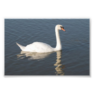 Stummer Schwan Fotodruck